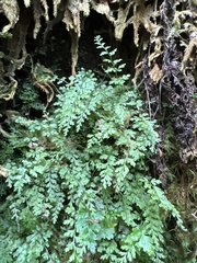 Dryopteris glabra pusilla