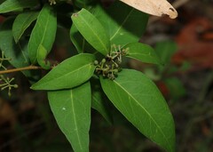 Notelaea