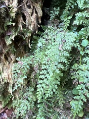 Dryopteris glabra pusilla