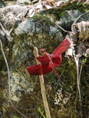 Neurothemis