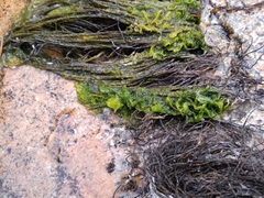 Hydrodictyon reticulatum