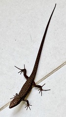 Algyroides nigropunctatus