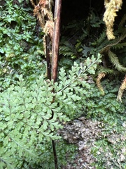 Dryopteris glabra pusilla