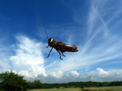 Psophus stridulus