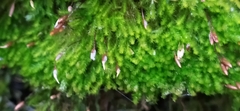 Tetraphis pellucida