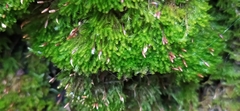 Tetraphis pellucida