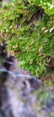Tetraphis pellucida