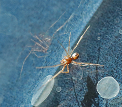 Steatoda triangulosa