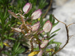 Iberis saxatilis