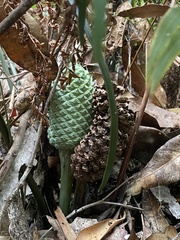 Macrozamia