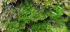 Tetraphis pellucida