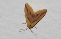 Eublemma cochylioides