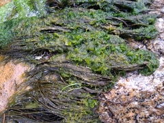 Hydrodictyon reticulatum