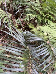 Macrozamia