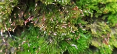 Tetraphis pellucida