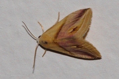 Eublemma cochylioides