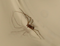 Steatoda triangulosa