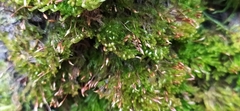 Tetraphis pellucida