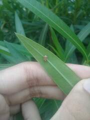 Coelophora inaequalis