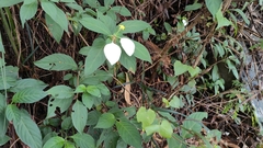 Mussaenda pubescens