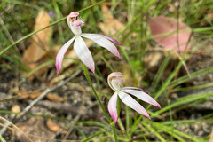 Caladenia clarkiae