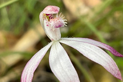 Caladenia clarkiae