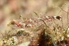 Tripterygion delaisi