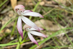 Caladenia clarkiae
