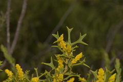 Synaphea