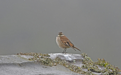 Cinclodes albidiventris