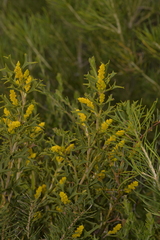 Synaphea