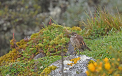 Cinclodes albidiventris