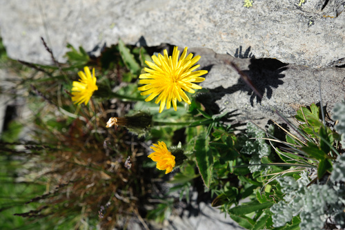 Picris hieracioides