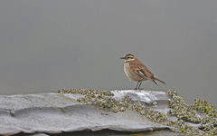 Cinclodes albidiventris