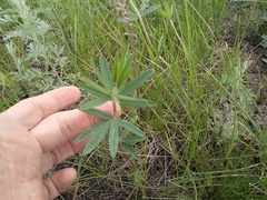Trifolium lupinaster