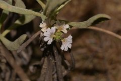 Scaevola