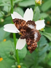 Noctuana lactifera bipuncta