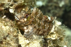 Parablennius gattorugine