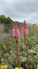 Satyrium carneum