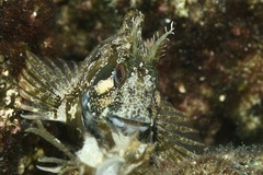 Parablennius gattorugine