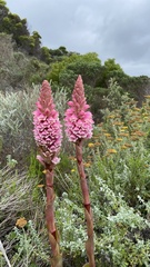 Satyrium carneum