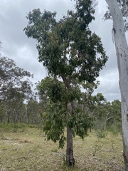 Angophora floribunda