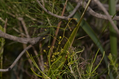 Drosera macrantha