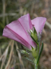 Convolvulus cantabrica