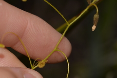 Drosera macrantha
