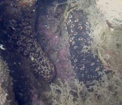 Holothuria sanctori