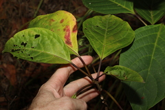 Clerodendrum floribundum