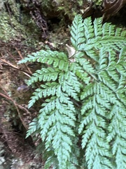 Arachniodes insularis