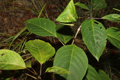 Clerodendrum floribundum
