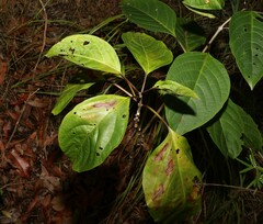 Clerodendrum floribundum